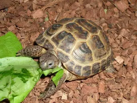 Russisk landskildpadde (Testudo horsfieldii) 5-6 cm